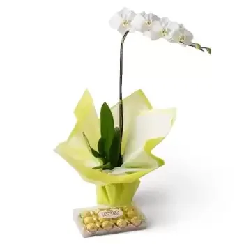 Abreulandia blomster- Phalaenopsis Orchid for gave og sjokolade Blomst Levering