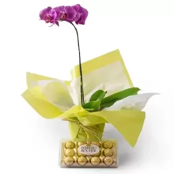 Anguereta bloemen bloemist- Roze en Chocolade Phalaenopsis Orchidee Bloem Levering