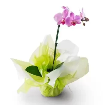 Amandaba kwiaty- Bicolor Phalaenopsis Orchid Kwiat Dostawy
