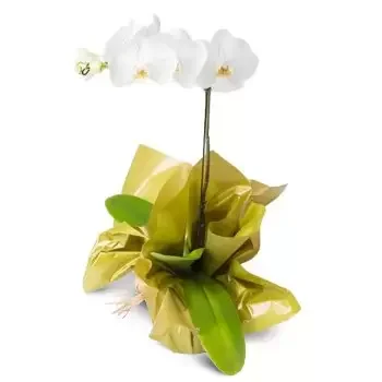 살바도르 꽃- 선물을 위한 팔래에프시스 오키드 꽃 배달
