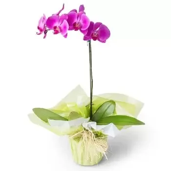 flores de Recife- Orquídea de falaenopse rosa Flor Entrega
