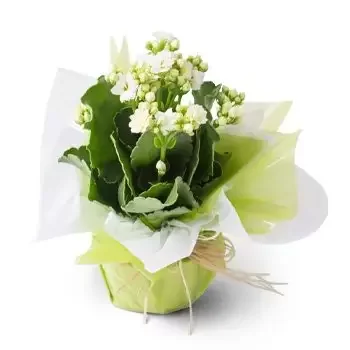 Anastacio-virágok- Fehér Szerencse Virág ajándék Virág Szállítás