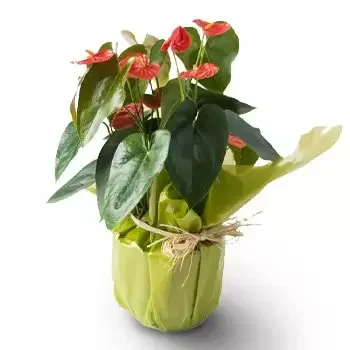 el Salvador Floristeria online - Anthurium para regalo Ramo de flores