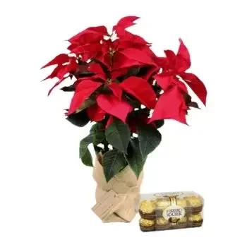 Naples flowers  -  Christmas Plant Flower Delivery
