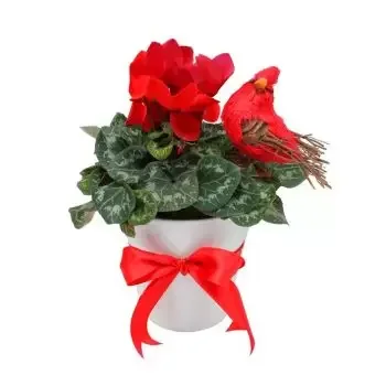 بائع زهور لبنان- سايكلامين بوت زهرة التسليم