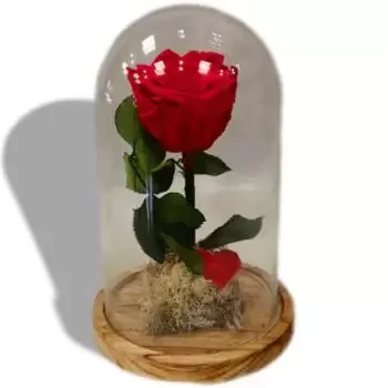بائع زهور El Goro- شعلة أبدية زهرة التسليم
