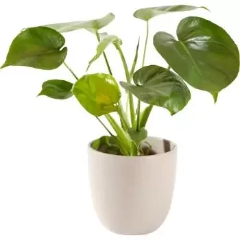 Πράγα σε απευθείας σύνδεση ανθοκόμο - Πράσινο φυτό με γλάστρα Μπουκέτο