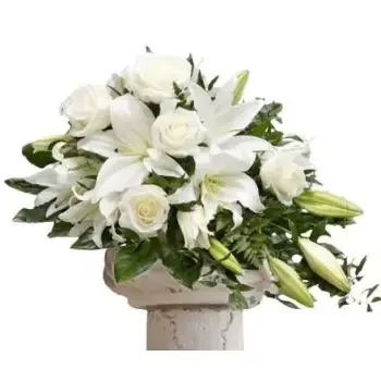 بائع زهور فيونجيرولا- النعش الأبيض زهرة التسليم