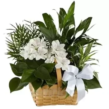 Μαγιόρκα λουλούδια- Καλάθι με φυτά Λουλούδι Παράδοση