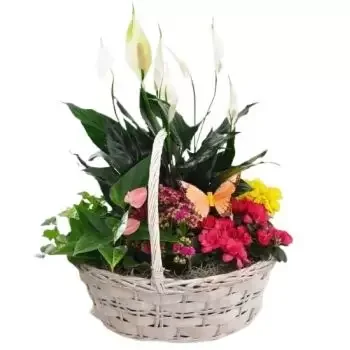 Santa Ines kvety- Farebný košík Kvet Doručenie
