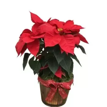 Aley flowers  -  Christmas Plant Flower Delivery