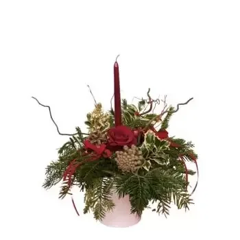 קלין פרחים- צמח חג המולד פרח משלוח