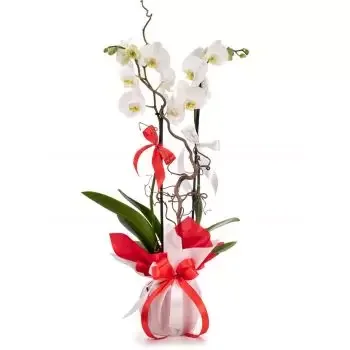 بائع زهور بلانديانا- أناقة زهرة التسليم