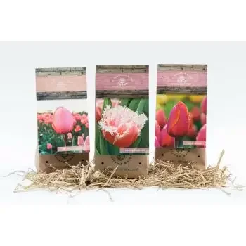 サウジアラビア オンライン花屋 - チューリップボックス 小 花束