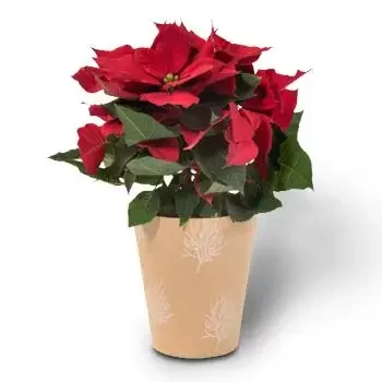 Durban flowers  -  Luxe Poinsettia Flower Delivery