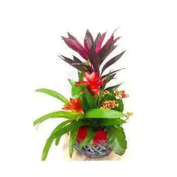 Лаклук цветы- Тропический сад Цветок Доставка