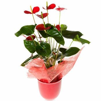 에라파하 꽃- 세련 된 꽃 배달