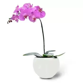flores Avramovo floristeria -  Rosa agraciado Ramos de  con entrega a domicilio