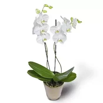 Belopolci פרחים- לבנים חורפיים פרח משלוח