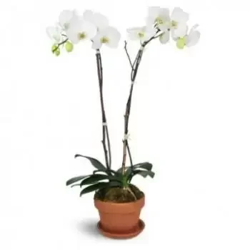 Atalaya / Diana kukat- Puhtaan valkoinen Kukka Toimitus