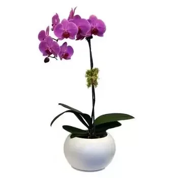 Hamilton flowers  -  Pure Purple Flower Delivery
