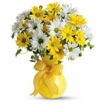 Xylotymbou cvijeća- Sunčevih zraka Cvijet Isporuke