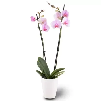 Nurnberg kwiaty- Delikatny Rumieniec