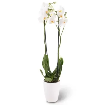 דורטמונד חנות פרחים באינטרנט - אלגנטיות לבנה זר פרחים