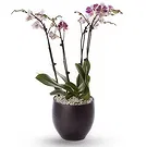 Greece flowers  -  Phalaenopsis Plants Flower Bouquet/Arrangement
