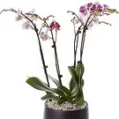 Greece flowers  -  Phalaenopsis Plants Flower Bouquet/Arrangement