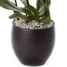 Greece flowers  -  Phalaenopsis Plants Flower Bouquet/Arrangement
