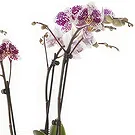 Greece flowers  -  Phalaenopsis Plants Flower Bouquet/Arrangement