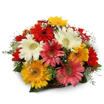 Tuas Bay květiny- Šumivé Gerbery Květ Dodávka