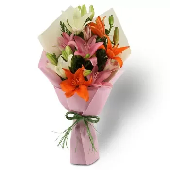 Ghim Moh פרחים- פריחה פרח משלוח