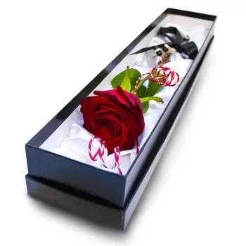 אכנטריאס פרחים- ורד מקסימה פרח משלוח