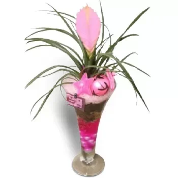 Afration bloemen bloemist- Roze plant Bloem Levering