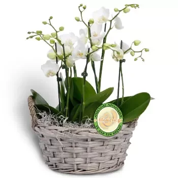 Agios Romanos bunga- Periuk Orkid Bunga Penghantaran