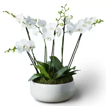 Achilli blomster- Evige orkideer Blomst Levering