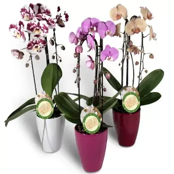 flores Agios Vasileios floristeria -  orquídeas en cascada Ramos de  con entrega a domicilio