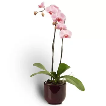 אגריניון פרחים- צמח פלנופסיס פרח משלוח