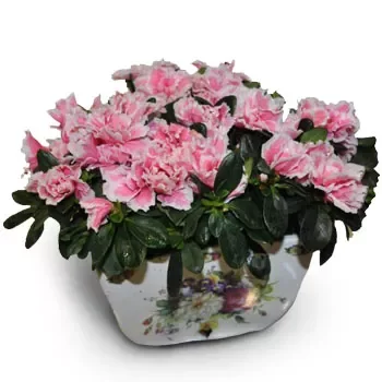 Agkaryones blomster- Azalea plan Blomst Levering