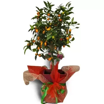 Afion blomster- Orange træsort Blomst Levering