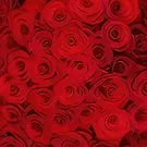 Amsterdam-Zuidoost flowers  -  50 red roses | Florist Flower Bouquet/Arrangement