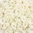 Amsterdam-Zuidoost flowers  -  50 white roses | Florist Flower Bouquet/Arrangement