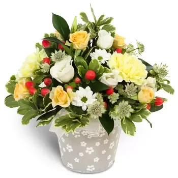 אקאמאטרה פרחים- פרחים יומיומיים פרח משלוח