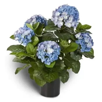 Bergen Blumen Florist- Blaue Ozean-Hortensie Blumen Lieferung