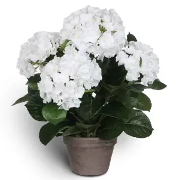 Norway bunga- Kubah Putih Bunga Penghantaran