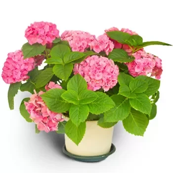 Bergen Toko bunga online - Annabell merah muda Karangan bunga
