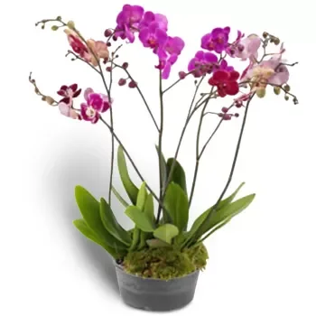Norvégia-virágok- Rózsaszín pillangó orchidea Virág Szállítás