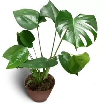 Oslo flowers  -  Split-leaf Philodendron